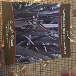 Platts Black New Zealand Flax