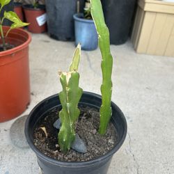 Dragon Fruit