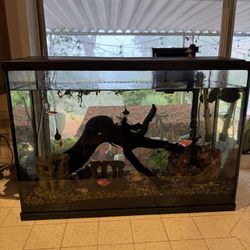 🐠 29 Gallon Fish Tank With 13 Healthy Fish And Equipments $150 For Everything  