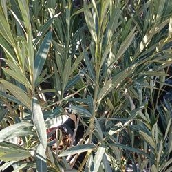  Oleanders Plant.