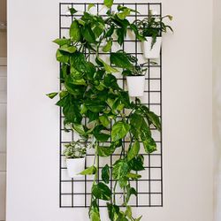 Hanging Plant Rack (plants NOT included)