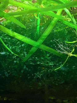 Subwassertang moss