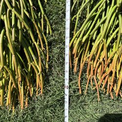 Succulent fire, bush plant