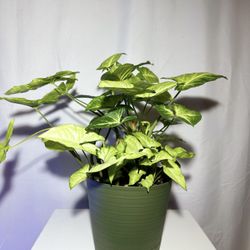 Vibrant Arrowhead Plant in Self-Watering Forest Green Pot – Comes with Tools & Food!