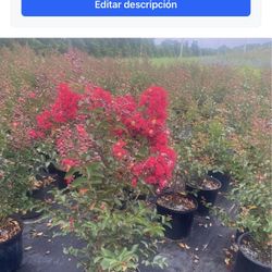 dynamite great myrtle 2 to 3 ft