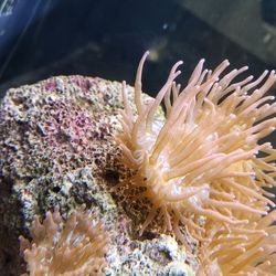 RBT Anemone