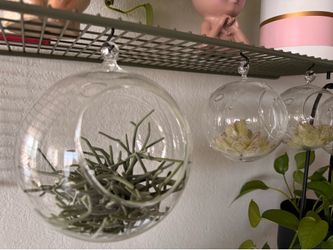 Glass Hanging Terrarium Globes