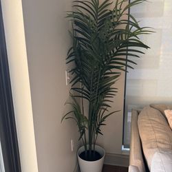 Plant For Sale 