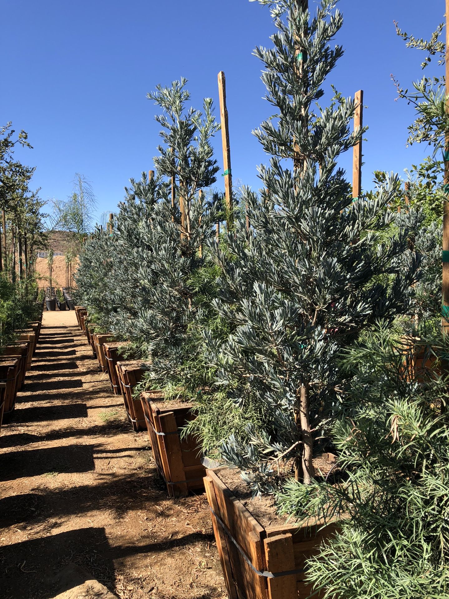 Icee Blue Podocarpus , Yellow-Wood Podocarps elongatus ‘Monmal’, Hedge And Privacy 24” Box