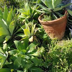 Agaves & Succulents 