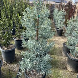 Icee Blue Podocarpus