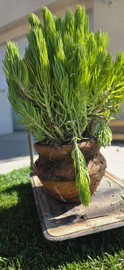 Succulent