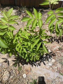 Elderberry plant