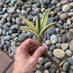 Agave Succulent - $5