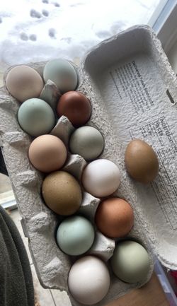 Fresh Chicken Eggs Available
