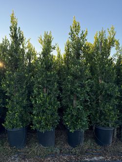 Ficus nitida 