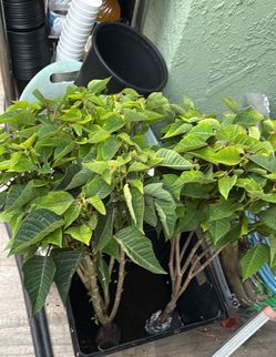 Cloned poinsettias