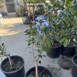 Ficus Plants  For Bonsai 