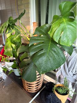 Monstera grande