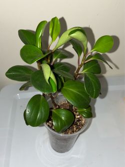 Baby Rubber Tree