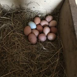 Fresh Chicken Eggs 🥚 