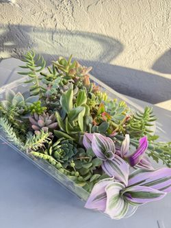 Mixed Varieties Of Succulents In Tray 