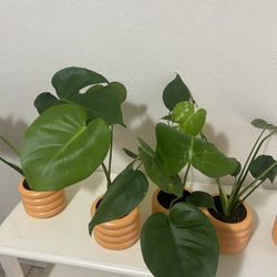 Monstera Live Plant Indoor Home Decor in Decorative Pot - 10 each 