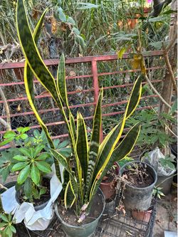 Plant