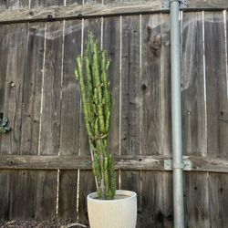 Large African Milk Tree 4ft H Potted Cathedral Cactus Well Rooted In Pot Succulent Plant