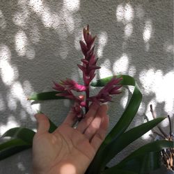 Flowers Bromeliads
