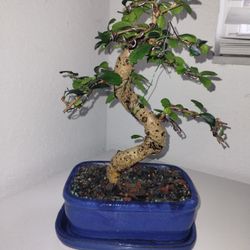 Specimen Fukien Tea Bonsai Tree 20 Years Old Potted Plant