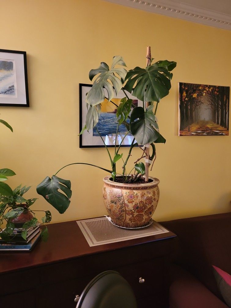Swiss Cheese Plant, MONSTERA In A Beautiful Chinese Ceramic Pot