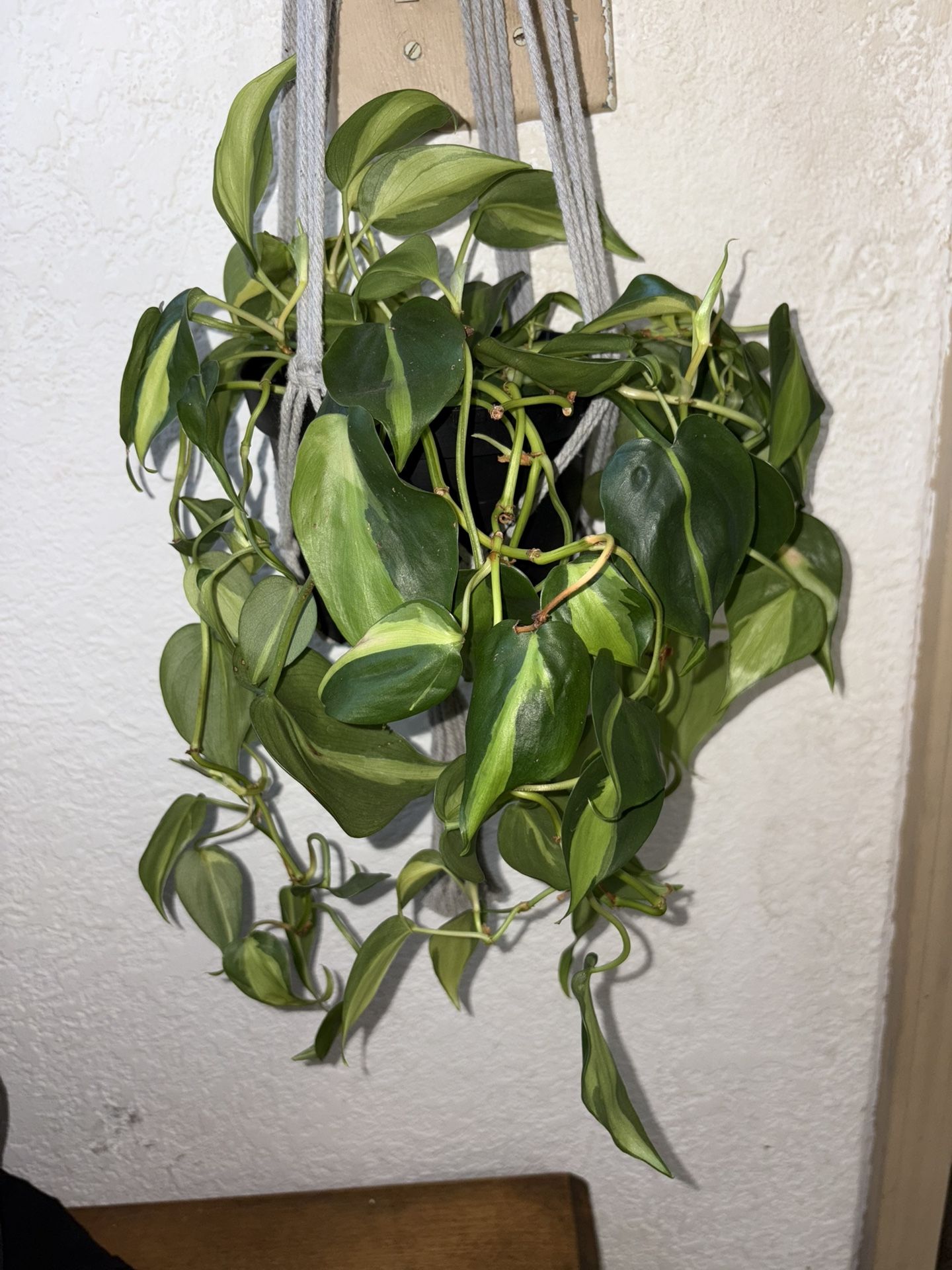 Philodendron Brazil