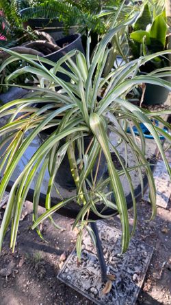 PLANTA LISTÓN O MALA MADRE