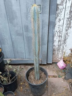 Blue torch cactus plant