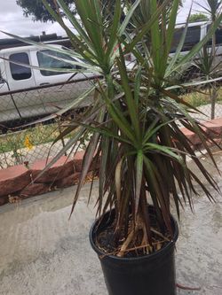 Plant