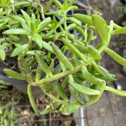 Suculenta