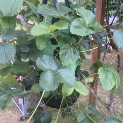 Hanging Strawberry 🍓 Planter Full Of Vigorous Plants 