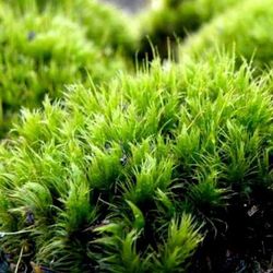 Live Moss 12-inx12-in coverage