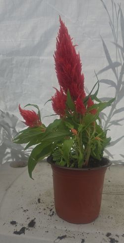 Small cockscomb plant