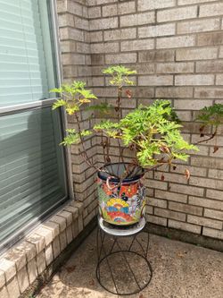 Citronella Plant-Free-POT NOT INCLUDED