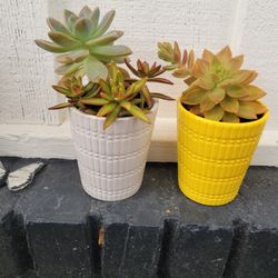 Succulents 
