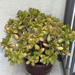 Jade Plant