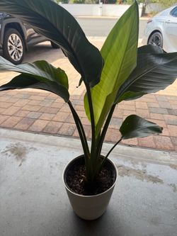 Bird of paradise