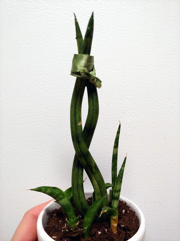 Cylindrica Snake Plant For In Springfield Or Offerup Cylindrica Snake Plant
