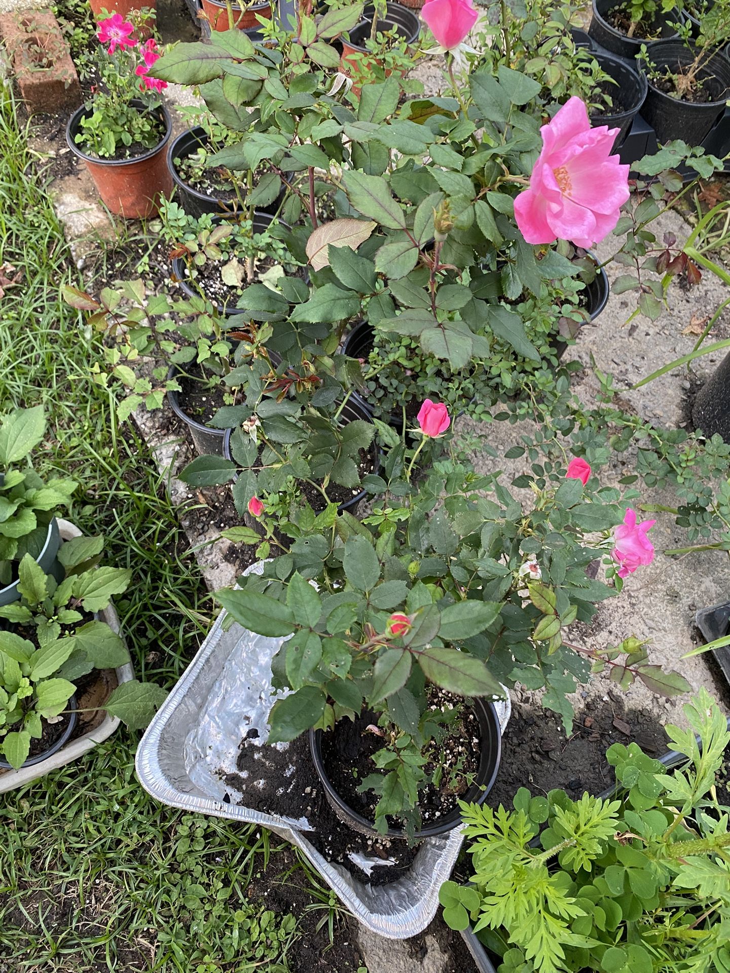 Rose Plants With Blooms
