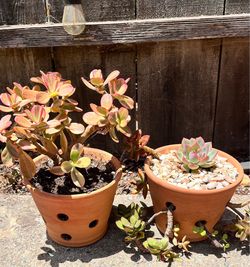 Mixed Succulent Arrangement in Decorative Planter– Pink Echeveria & Trailing Succulents