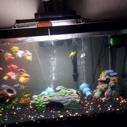 29 Gallons Fish Tank