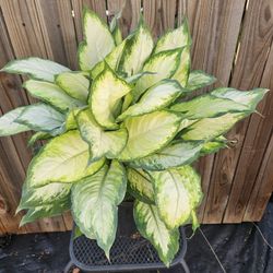 Dieffenbachia, 3 Gallons Pot Live Plants 