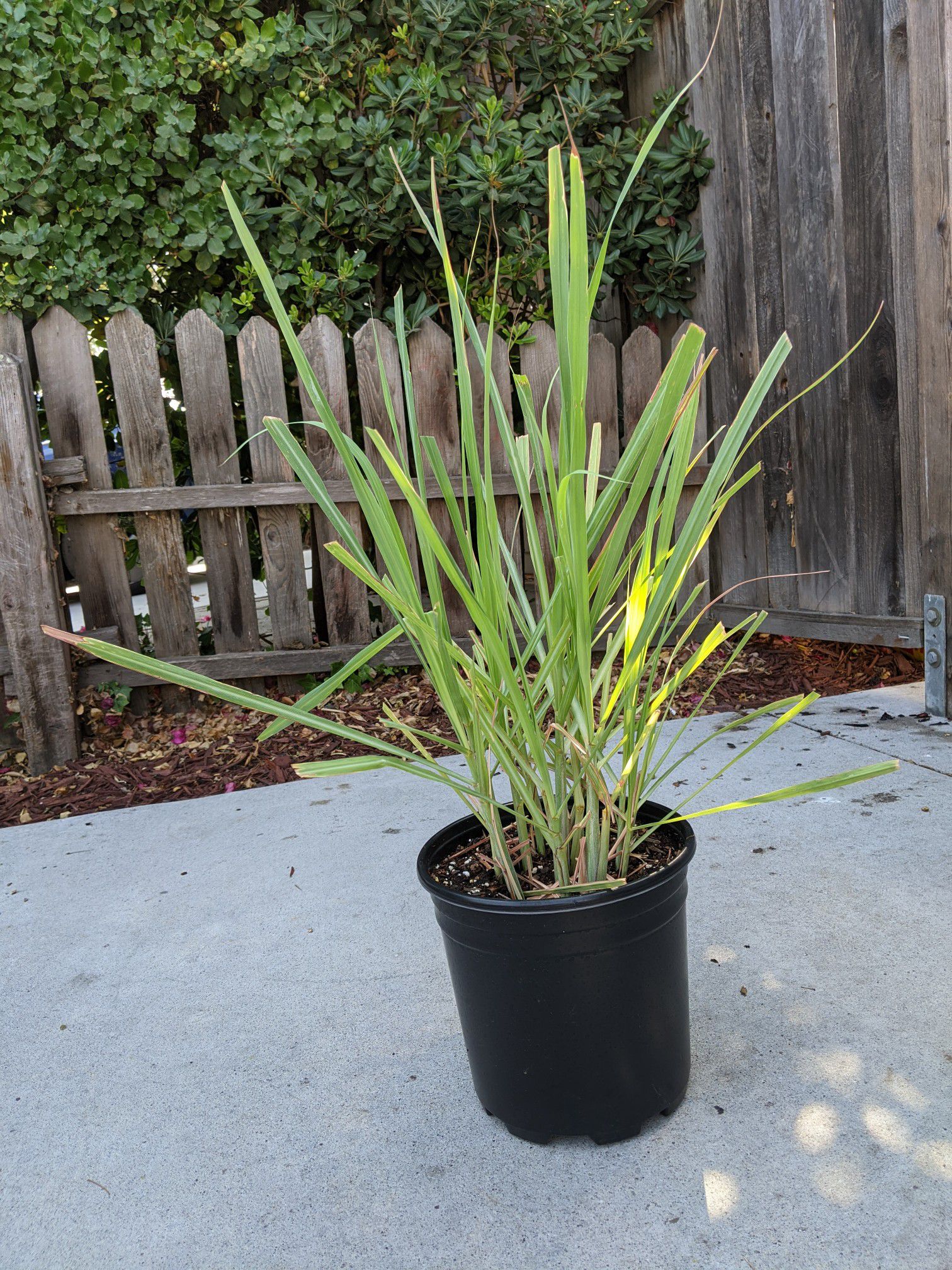 Lemongrass plant (pending)